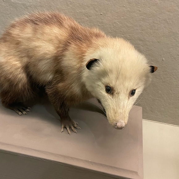 possum208